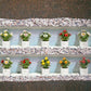 Gli Alberelli Piante Natura 9x14 cm  in Capodimonte Made In Italy 0916 Multifrutta e Fiori