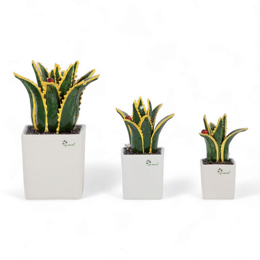 Gli Alberelli Piantina Grassa Aloe Vera 33/23/18