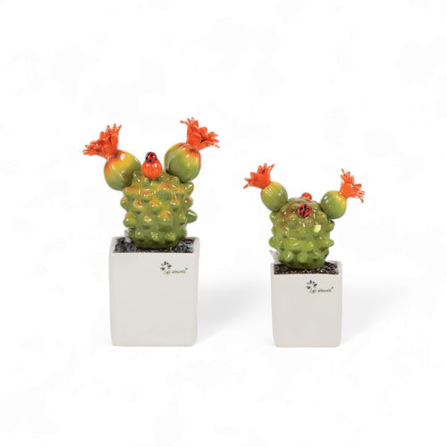 Gli Alberelli Piantina Grassa con Fiore Orange 33/23/18