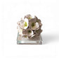 Gli Alberelli Piantine Natura Ortensia con Base in Ceramica di Capodimonte 10cm x